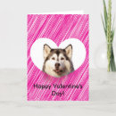 Search for husky valentines day cards Hearts