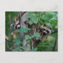 Search for cute raccoons postcards Wild
