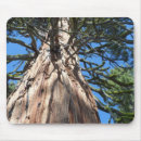 Search for redwood electronics Woods