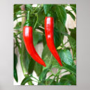 Search for cayenne pepper posters Chilli