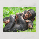 Search for chimpanzee postcards Monkey