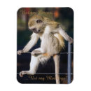Search for monkey magnets Cute