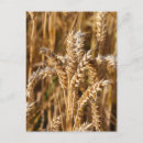 Search for barley postcards Field