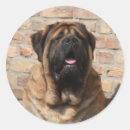 Search for old english stickers Mastiff