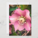 Search for hellebore cards Bloom