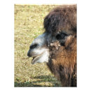 Search for funny camel art Camels