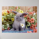 Search for lop posters Bunnies