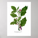 Search for aubergine art Illustration