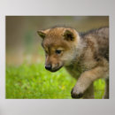 Search for wolf posters Horizontal