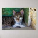 Search for sweet cat posters Kitty