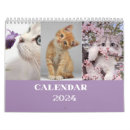 Search for cat office supplies Photography