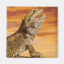 Search for bearded dragon magnets Cold blooded