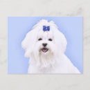 Search for lion horizontal postcards Portrait