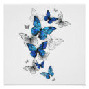 Search for blue morpho butterfly posters Butterflies