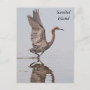 Search for reddish postcards Wildlife
