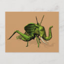 Search for green grasshopper postcards Katydid
