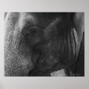 Search for black and white elephant posters Wildlife