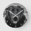 Search for labrador retriever clocks animals