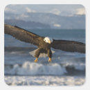 Search for bird of prey stickers Flight