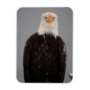 Search for alaska eagle cards Bird of prey