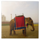 Search for structures built by animals Travel destinations