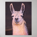 Search for llama animal posters Cute