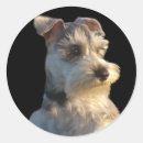 Search for schnauzers stickers Puppy