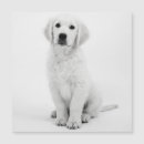 Search for tier cards Hund