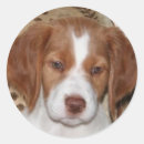 Search for brittany stickers Dog