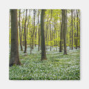 Search for beeches magnets Nature