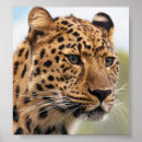 Search for leopard portrait posters Africa