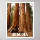 Search for sequoia posters Redwood