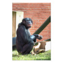 Search for wild apes posters Primates