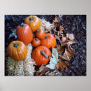 Search for cucurbita Cucurbita pepo