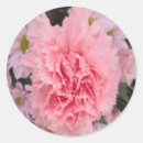 Search for pink carnation stickers Floral