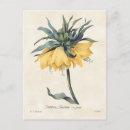 Search for fritillaria postcards Nature