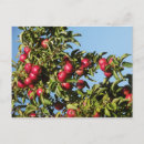 Search for apple tree horizontal postcards Red apples