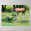 Search for mountain horse posters Mare
