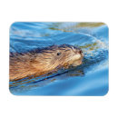 Search for preservation magnets Wildlife