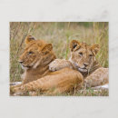 Search for cuddle postcards Lions