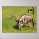 Search for wildebeests posters Nature