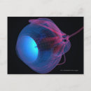 Search for eye muscles Part