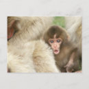 Search for monkey baby postcards Primate