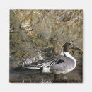 Search for pintail magnets Bird