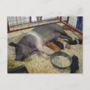 Search for piglets postcards Pigs