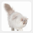 Search for persian kittens stickers Cute cats