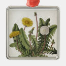 Search for william christmas tree decorations Botanical