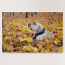 Search for labrador puzzles Pet
