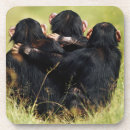 Search for commons barware Common chimpanzee