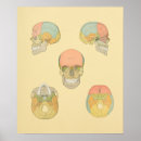 Search for jaw bone posters Osteology